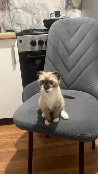 котенок вислоухий