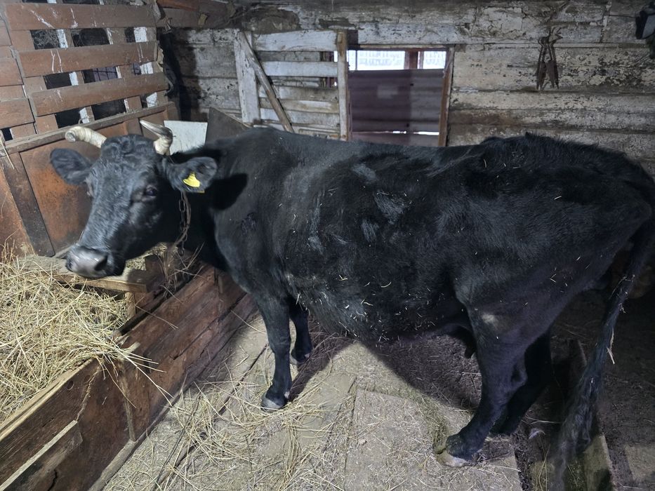 Сауынды сиыр, бұзаулаған, күтімді //// Корова молочная, теливша