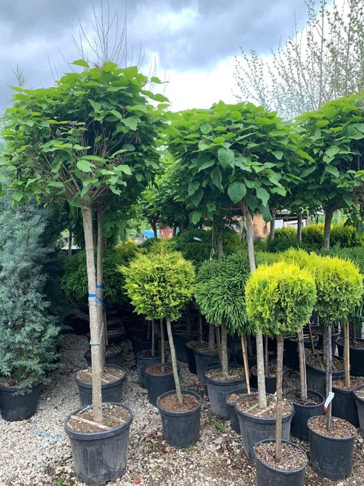 Catalpa globulara ( bungei )  copaci glob, de umbra, ornamentali