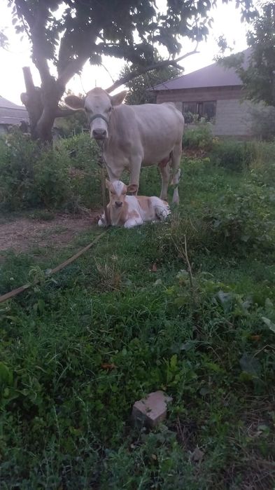 Продам корову с теленком