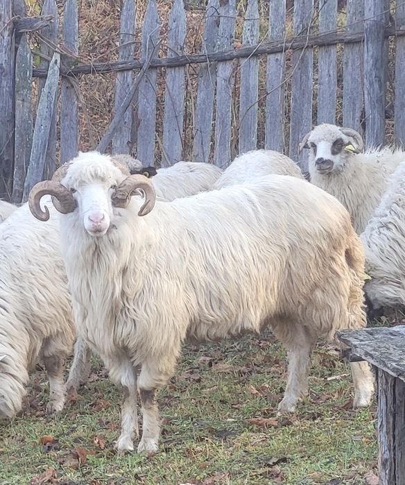 Vând 2 berbeci băli de Alba