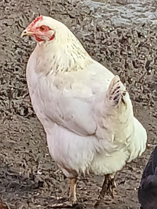 De vânzare,puicute rasă mixtă