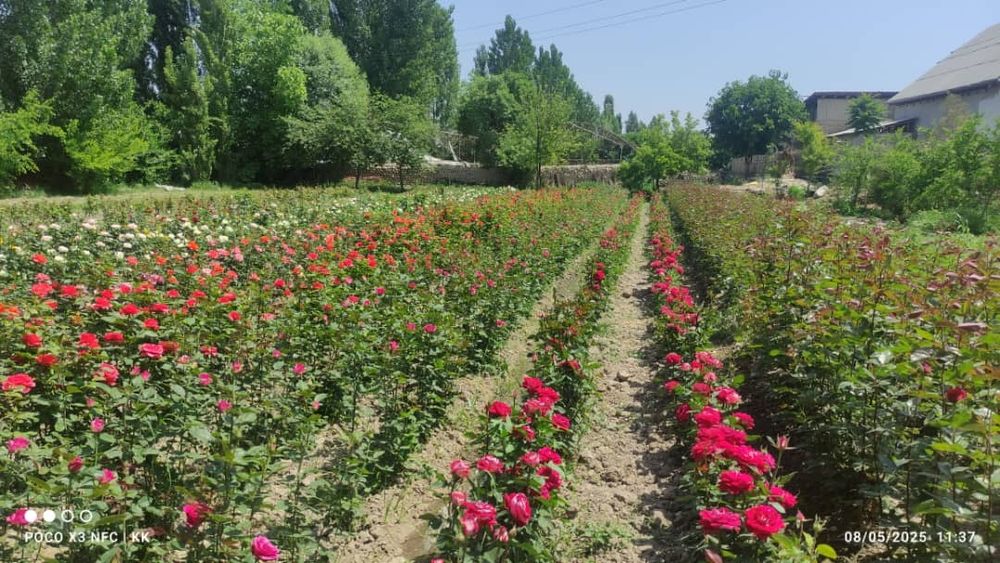 2.500 so'm kelishamz