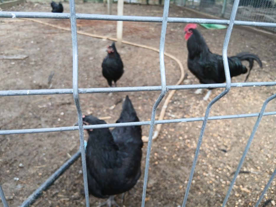 Vand  Australorp