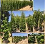 Plante ornamentale orice specie si dimensiune