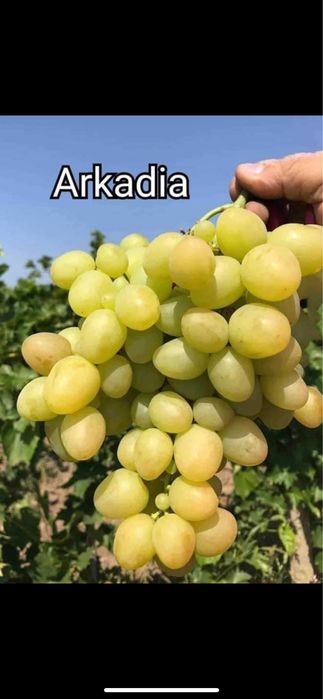 Vita de Vie - Altoită si Hibrid