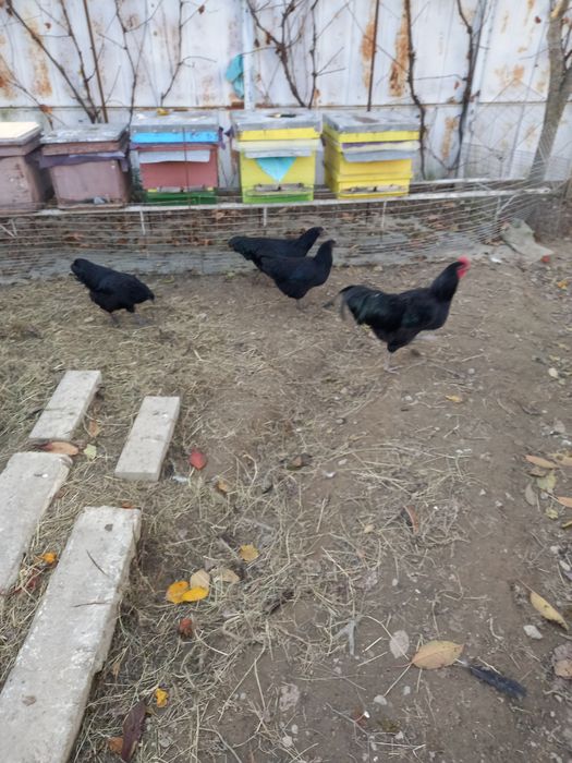Vând cocoși din rasa Australorp