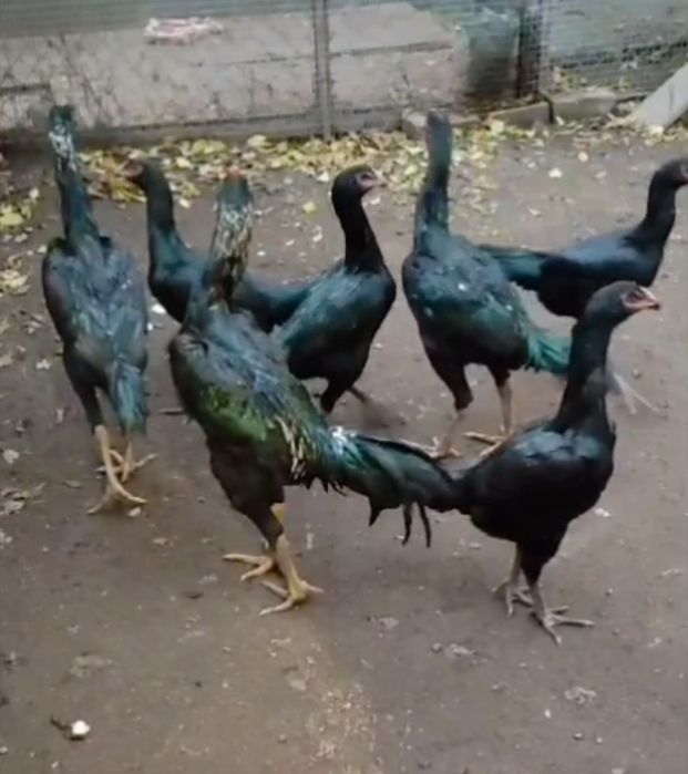 Дакан шамо 3 ойликдан 7 ойликкача макиен жужалари сотилади.