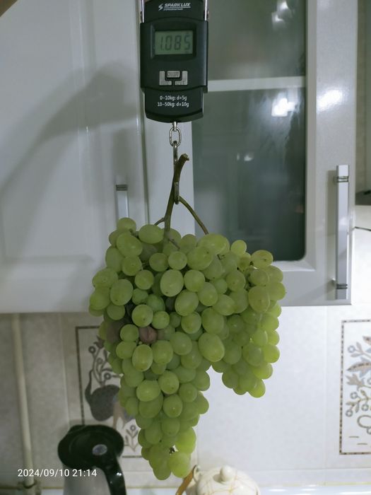 саженцы винограда , обрезка винограда на осень