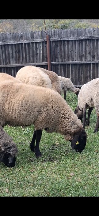 Vând oaie Carabaș cu Sârbesc