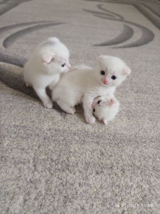 Продам недорого котят.