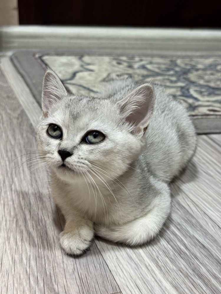 Продаются 3х месячные котята породы Хайленд Страйт!