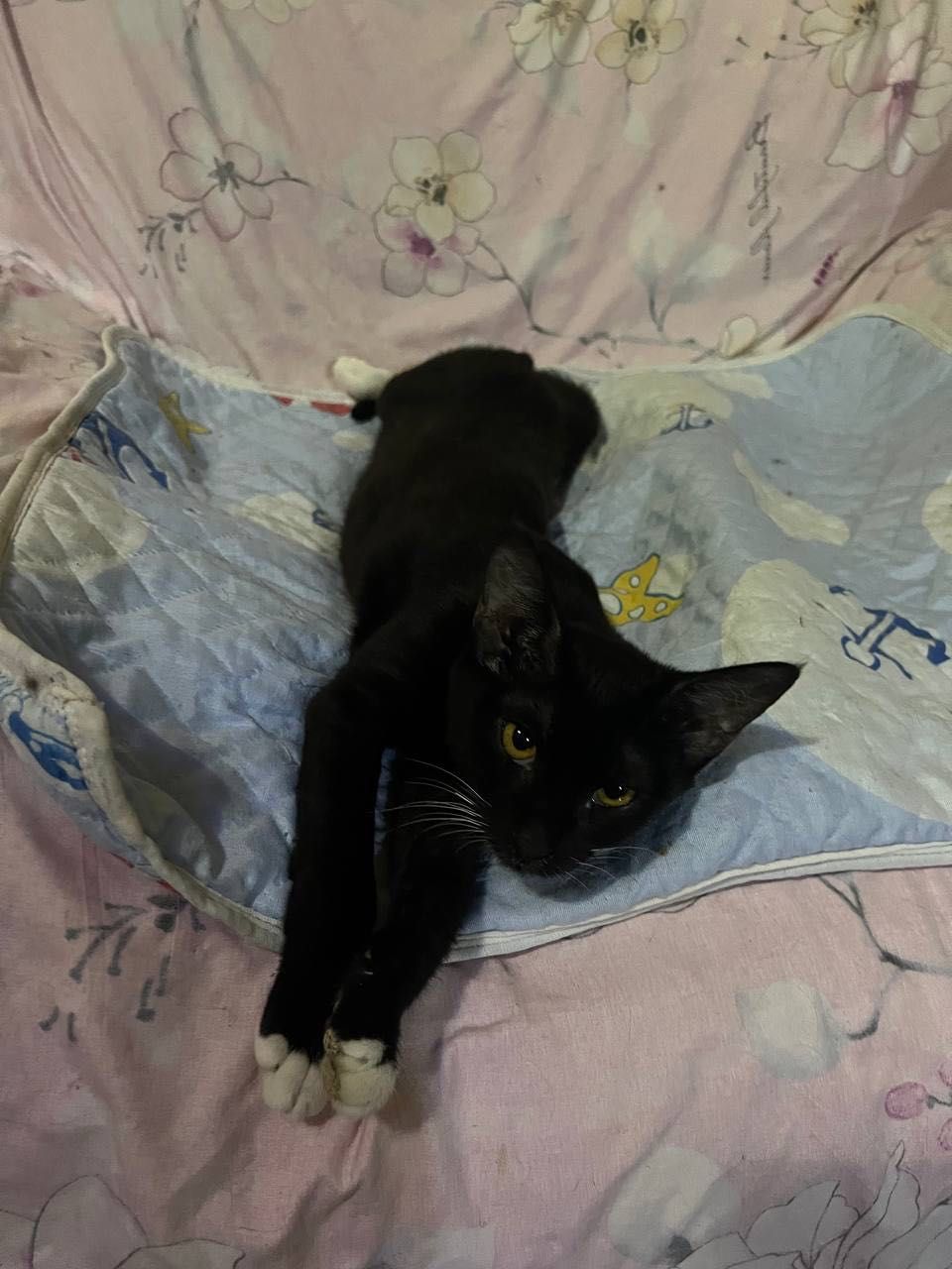 Бесплатно котята в хорошие руки