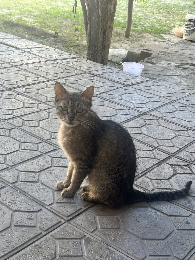 Отдам в хорошие руки котят