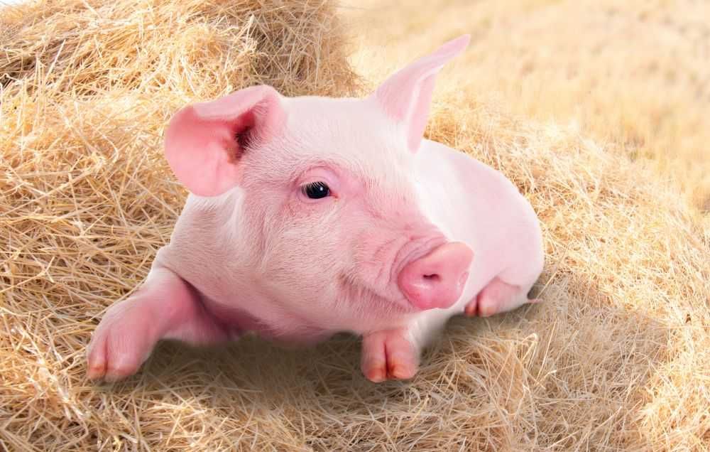 Продавам малки прасета за ресторанти или събития