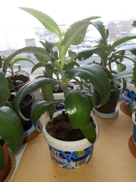 Каланхоэ лечебное.