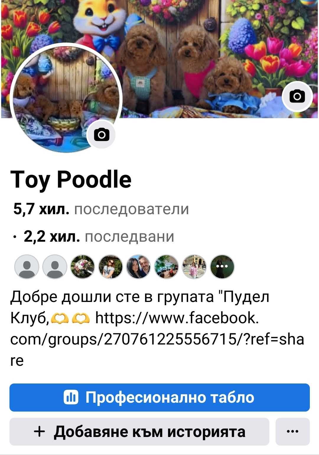 Мини пудел и той пудел, с FCI родословие