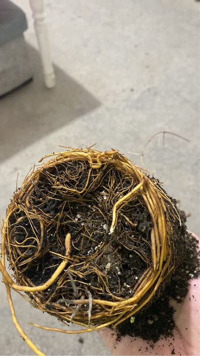 Клематисы разных сортов