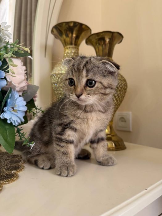 Skotish fold Shinshilla