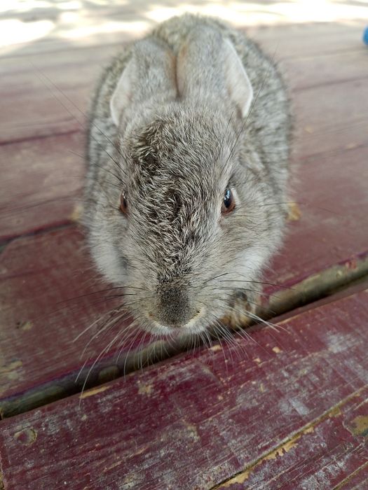 Кролик 2500тг көжек