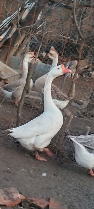 Pereche de gâște chinezesti disponibile