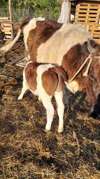 Vaca cu vitel tânără