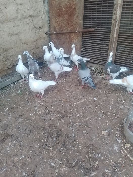 Vand porumbei voiajori germani