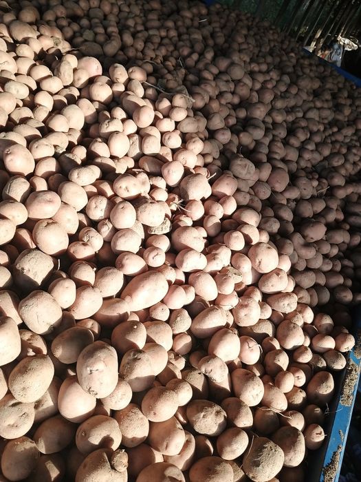 Cartofi pentru furaj