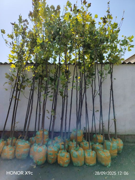 Яшил макон лойихаси учун дарахтлар бор.