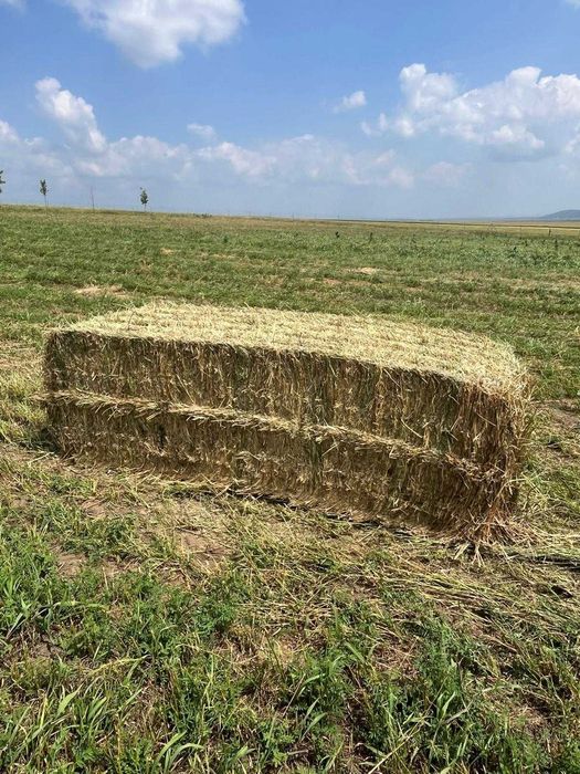 Baloti Paie Triticale Paralelipipedici
