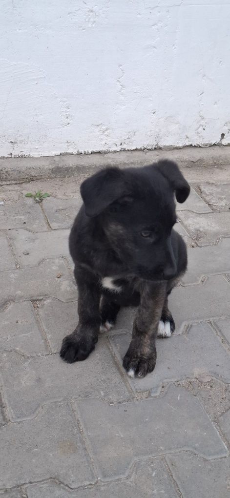Щенок, Щенята, щенки, щенков ОТДАМ ОТДАМ