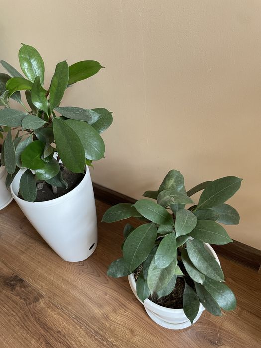 Ореховый  фикус.