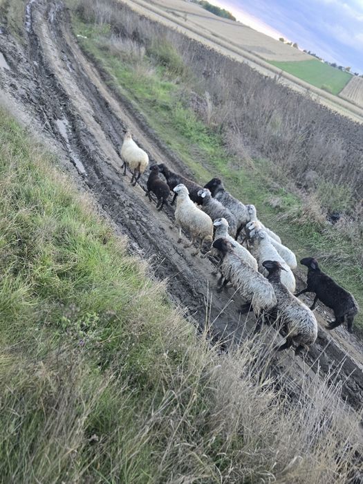 De vanzare Oi karakul !