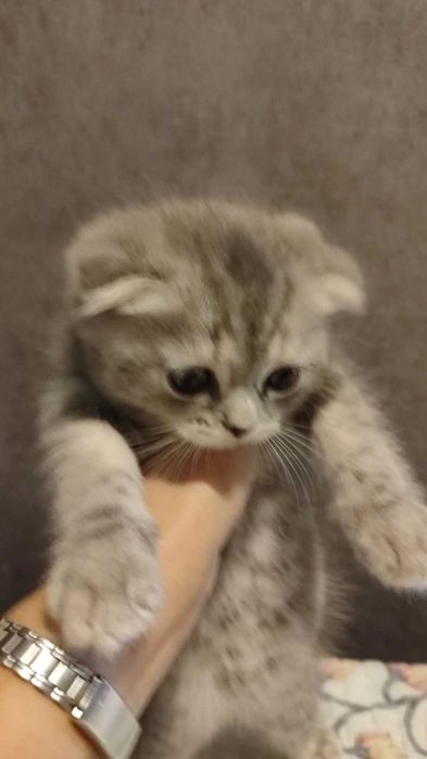 Продам котенка породистого