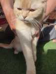 Scottish fold кошка