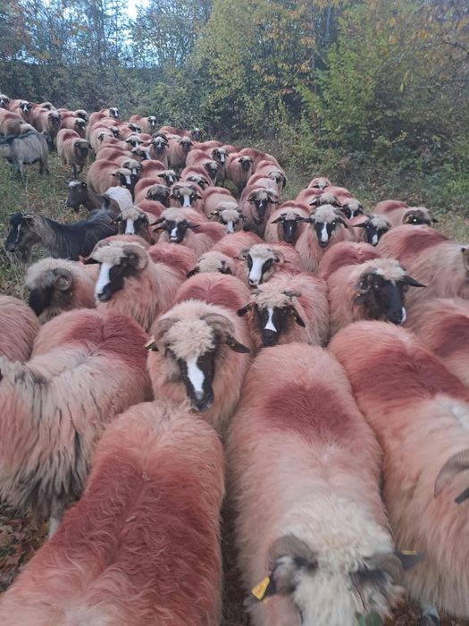 Oi și berbeci se vând toate