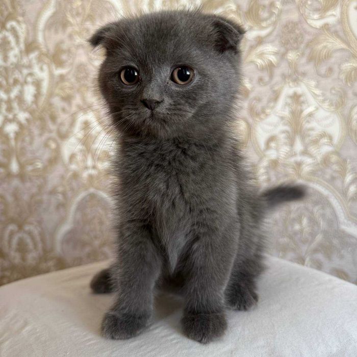 Scottish Fold тоза пародалик мушукчалар сотилади