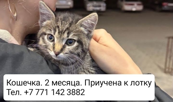 Отдам кошечку красотку
