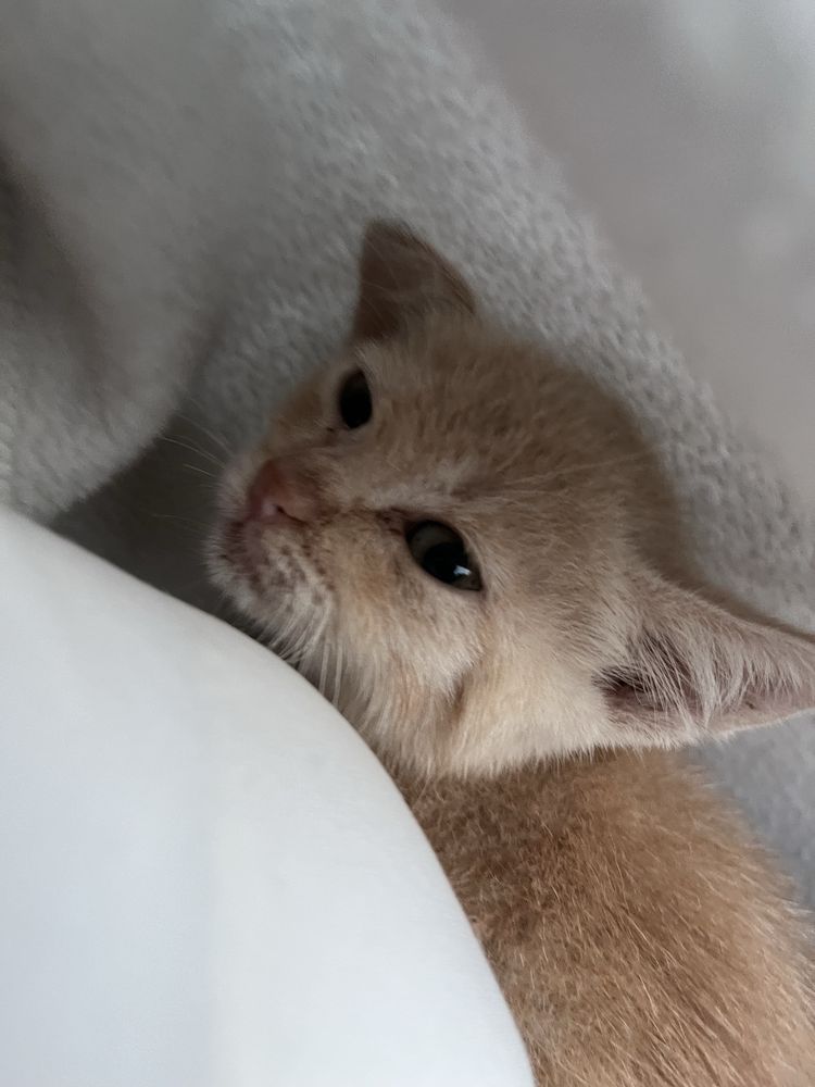 Рыжый котенок мальчик