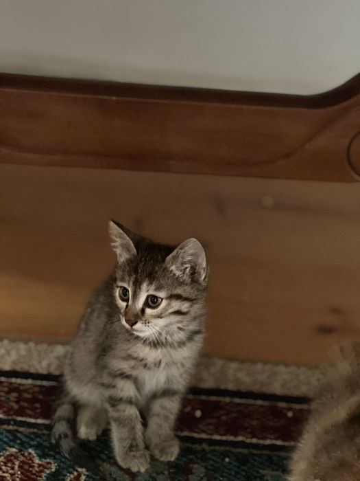 Котята в хорошие руки!