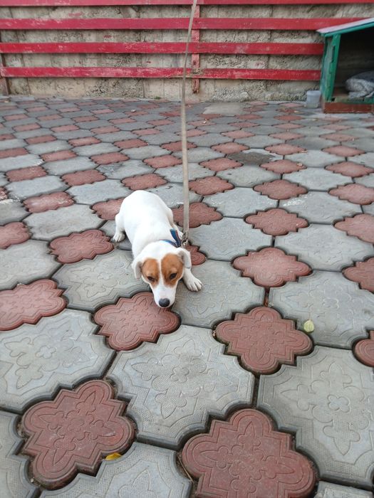 Животное, продам собачонку