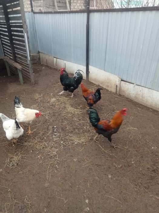 Продам петуха молодые