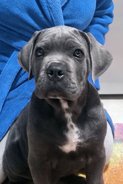 Mascul Cane Corso Gri Blue, Pedigree+