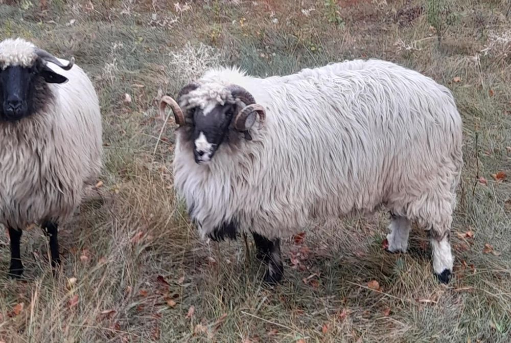Berbec Breaz 1 an si 6 luni