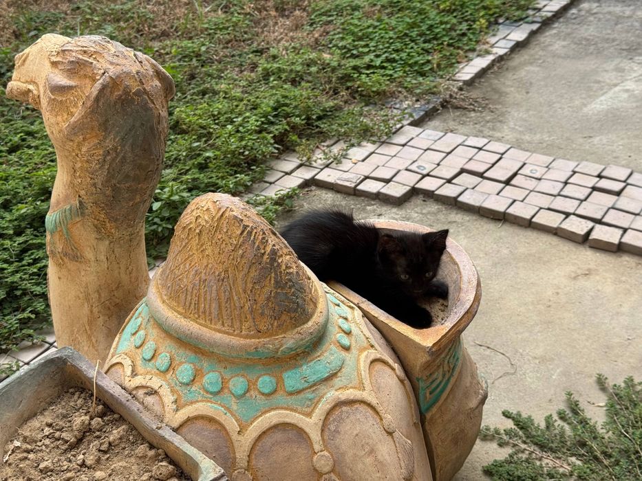 Оба котёнка даром, чёрные, приучены к лотку