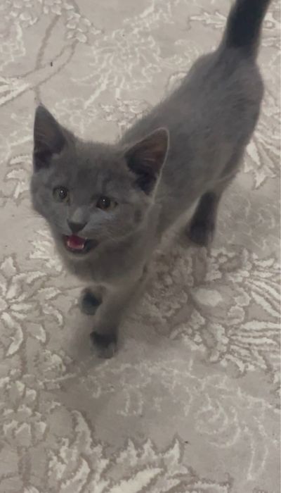 Britan mushukcha 4 oylik