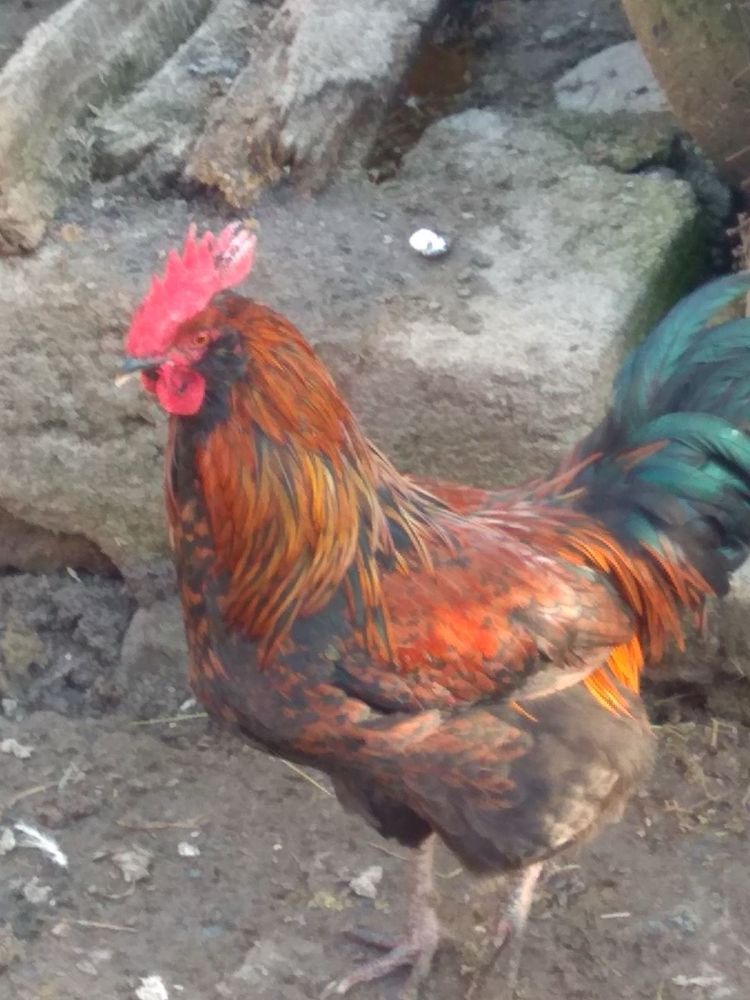 Продавам петли 3бр.