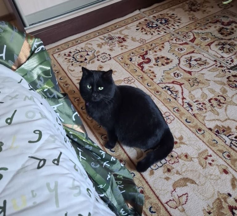 Отдам кошку в хорошие руки