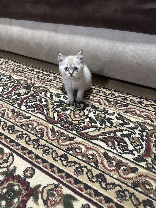 Срочно продам кошка