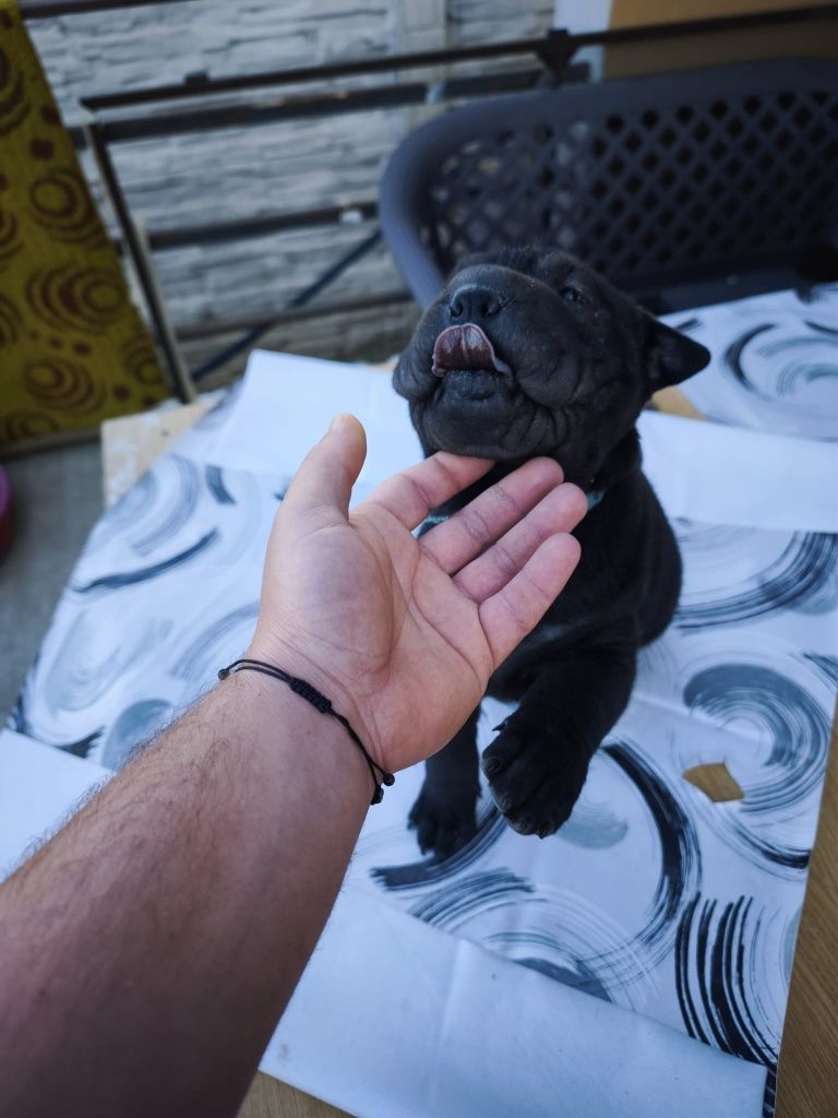 Puiuț de shar pei